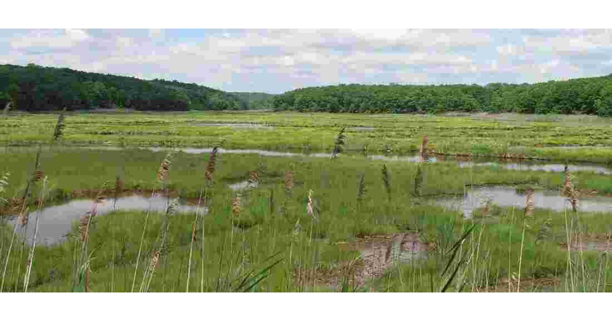 Marsh Meaning and Definition