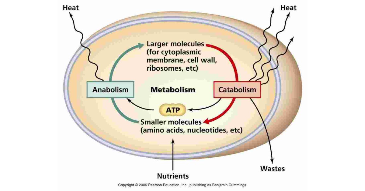 Metabolism Meaning and Definition