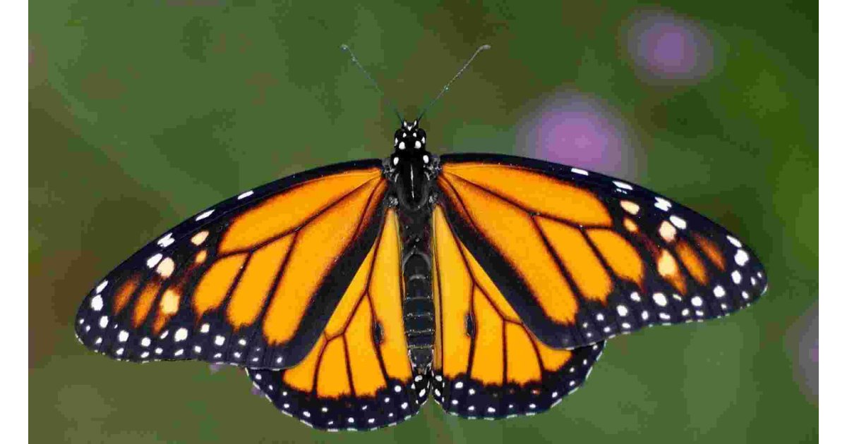 Monarch Meaning and Definition