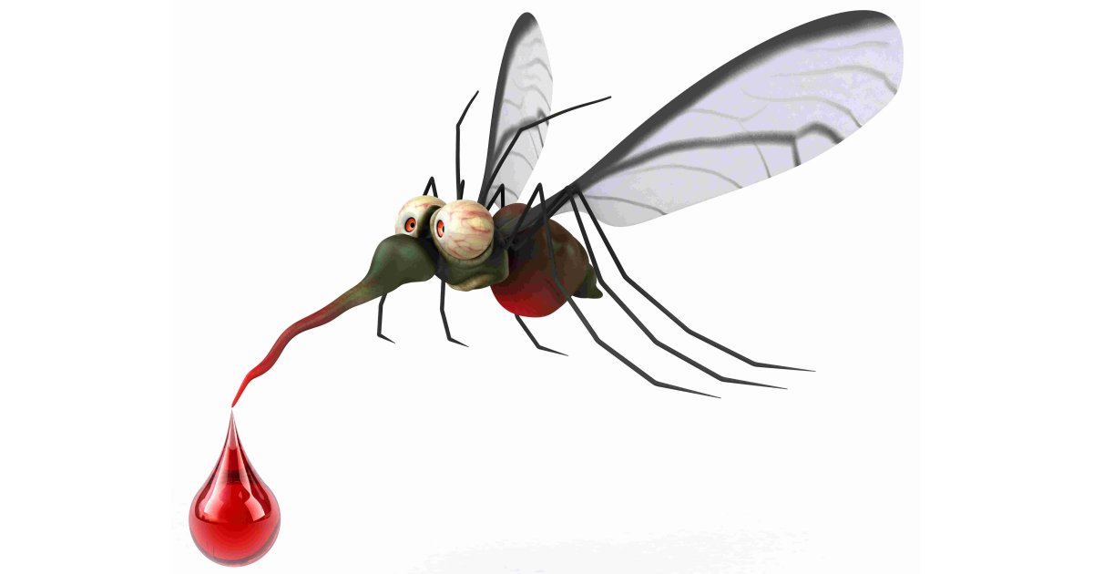 Mosquito Meaning and Definition