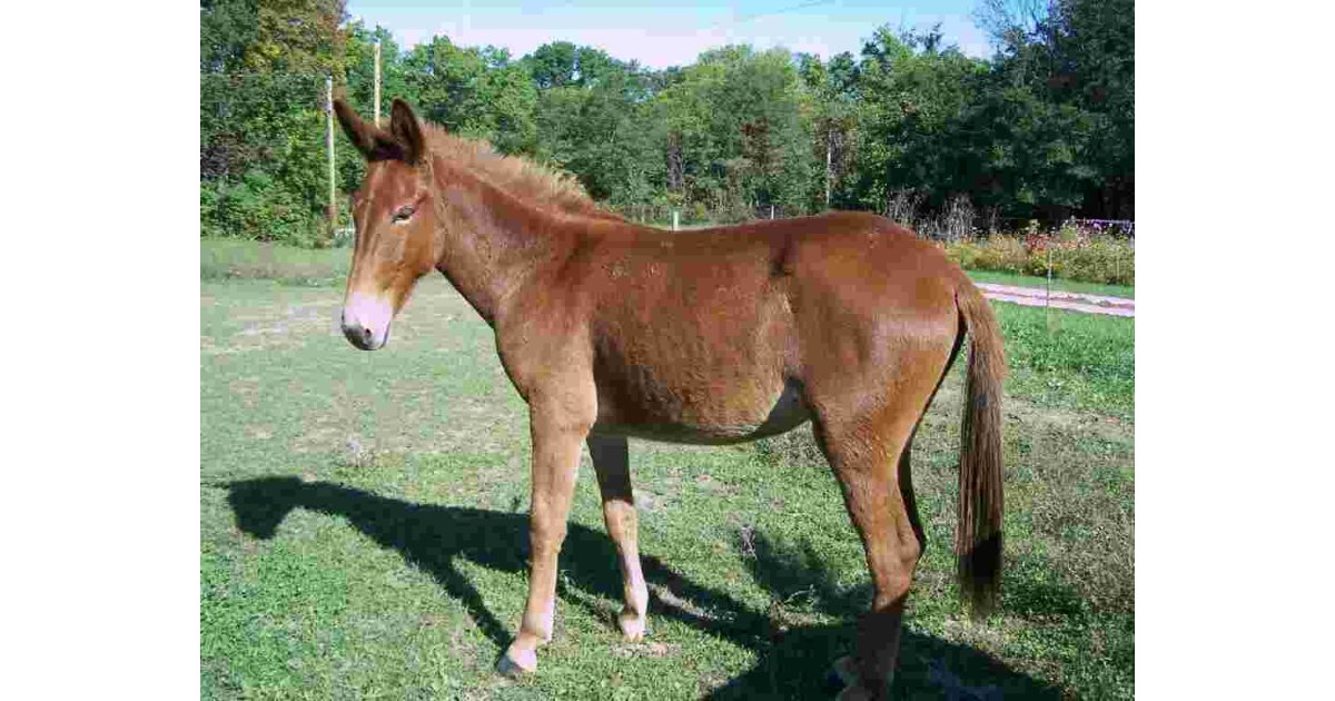 Mule Meaning and Definition