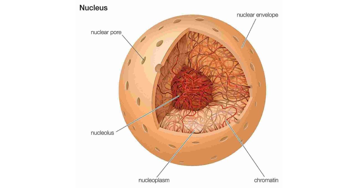 Nucleus Meaning and Definition