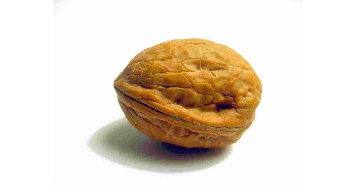 Nut Meaning and Definition