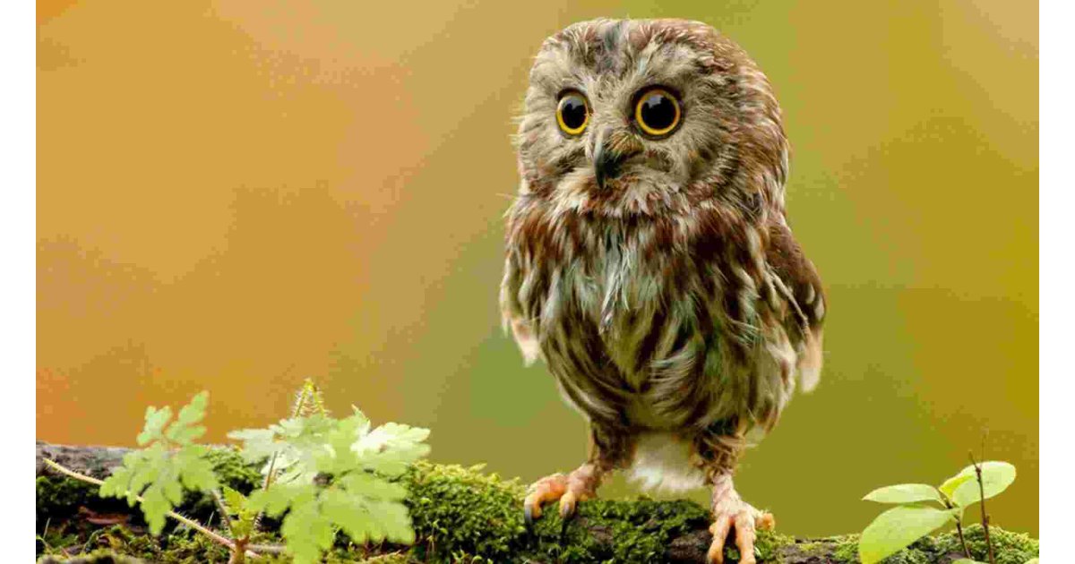 Owl Meaning and Definition
