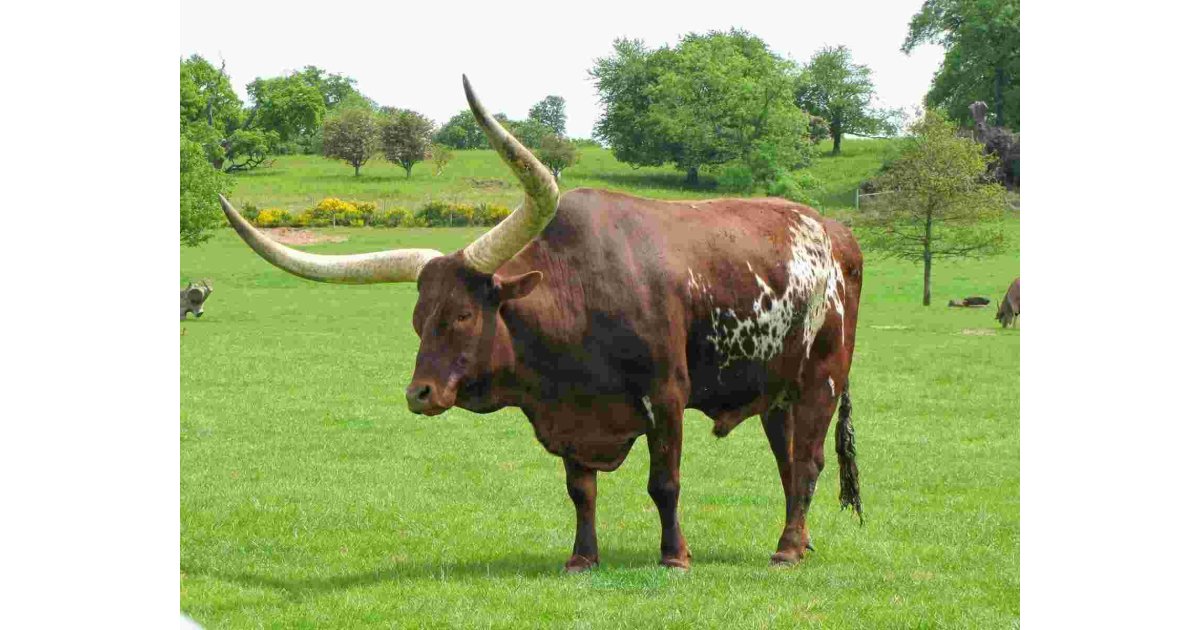 Ox Meaning and Definition