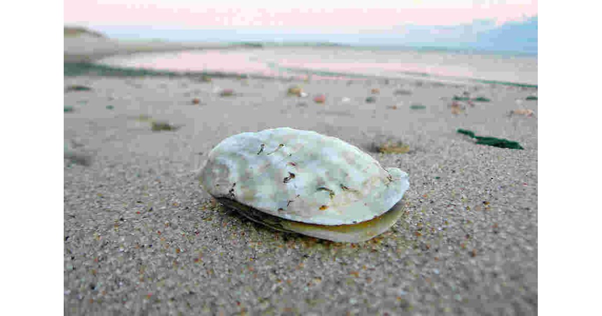 Oyster Meaning and Definition