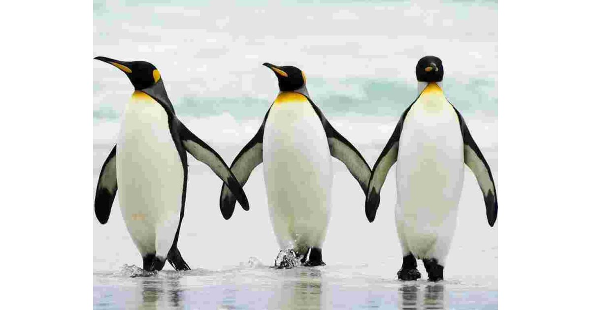 Penguin Meaning and Definition