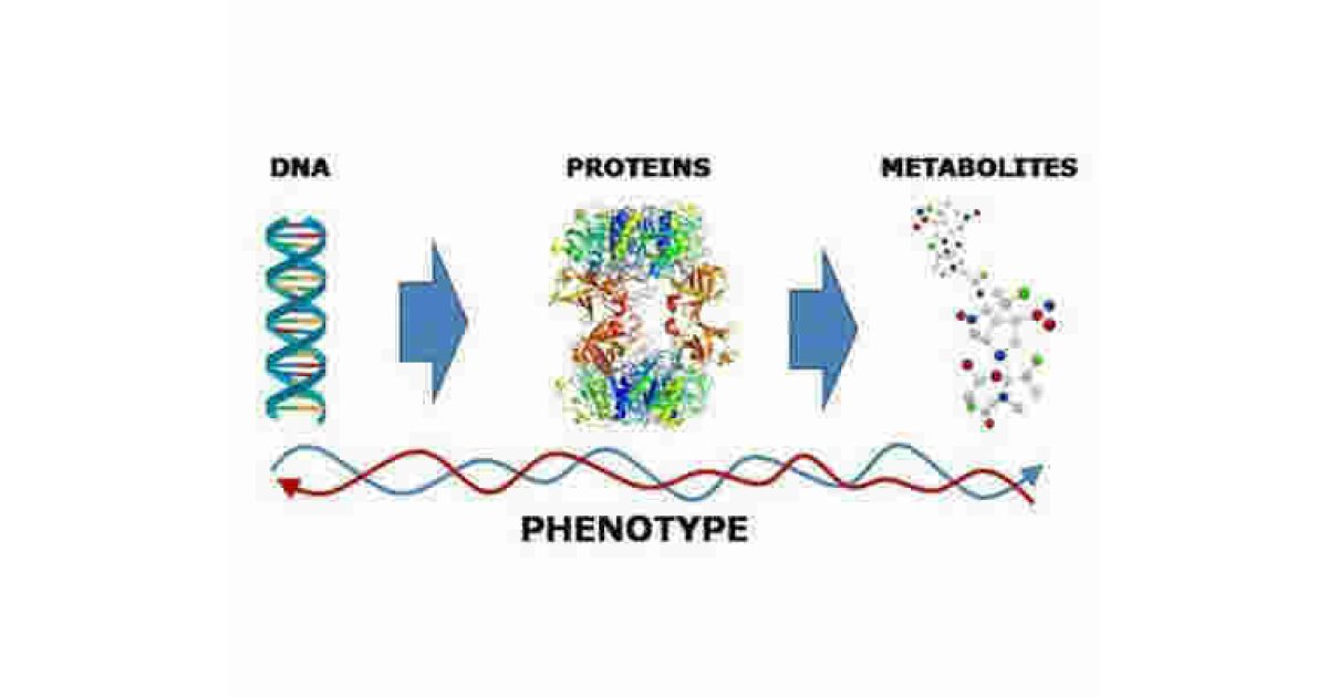 Phenotype Meaning and Definition