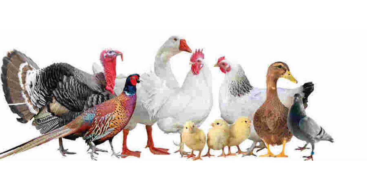 Poultry Meaning and Definition