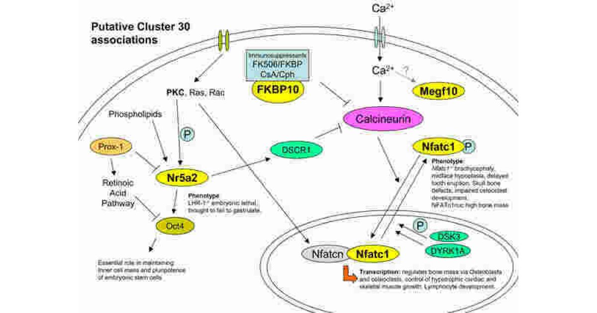 Putative Meaning and Definition