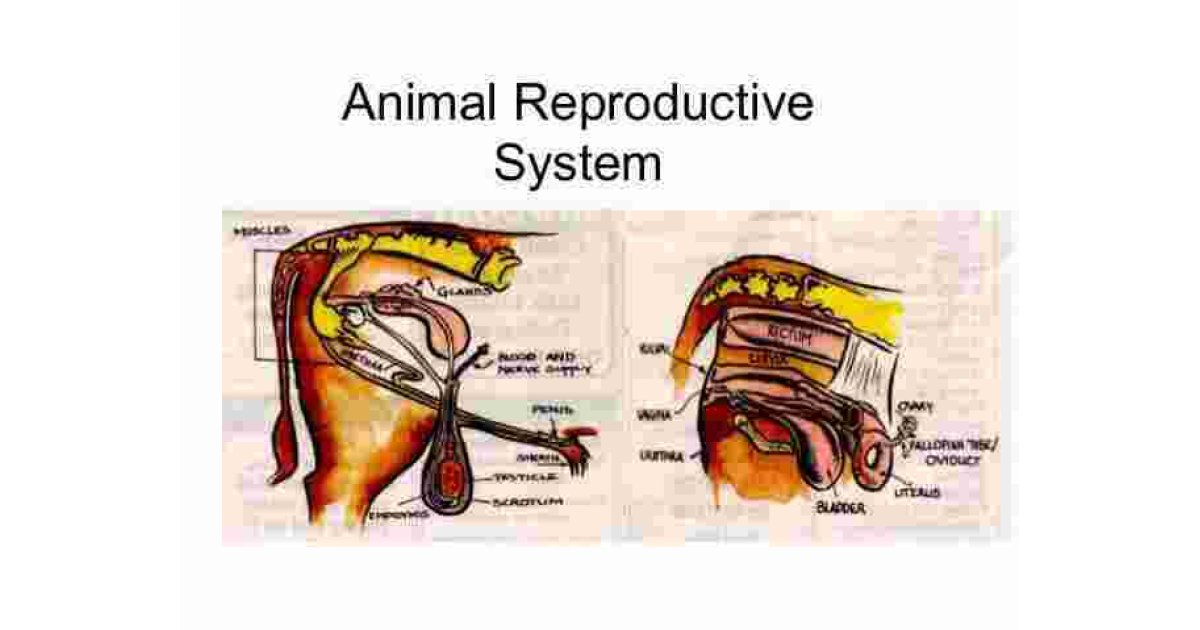 Reproductive Meaning and Definition