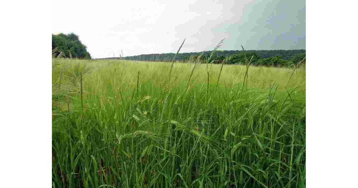 Rye Meaning and Definition