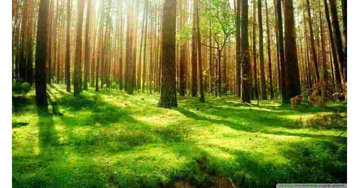 Scenery Meaning and Definition