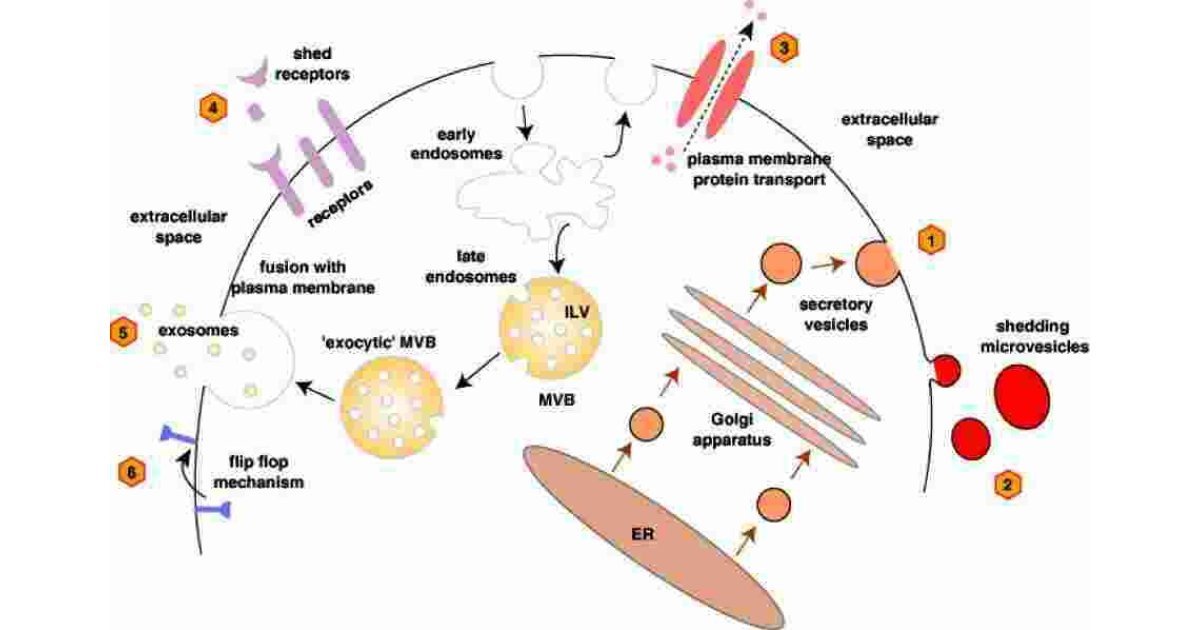 Secretion Meaning and Definition