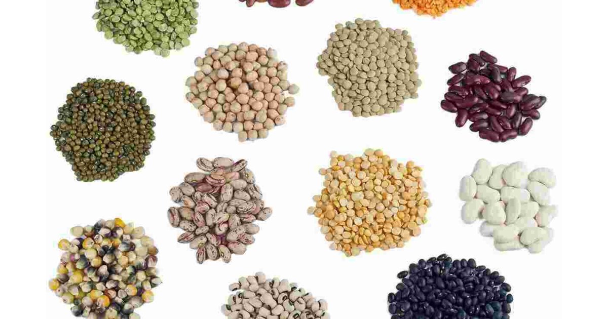 Seed Meaning and Definition