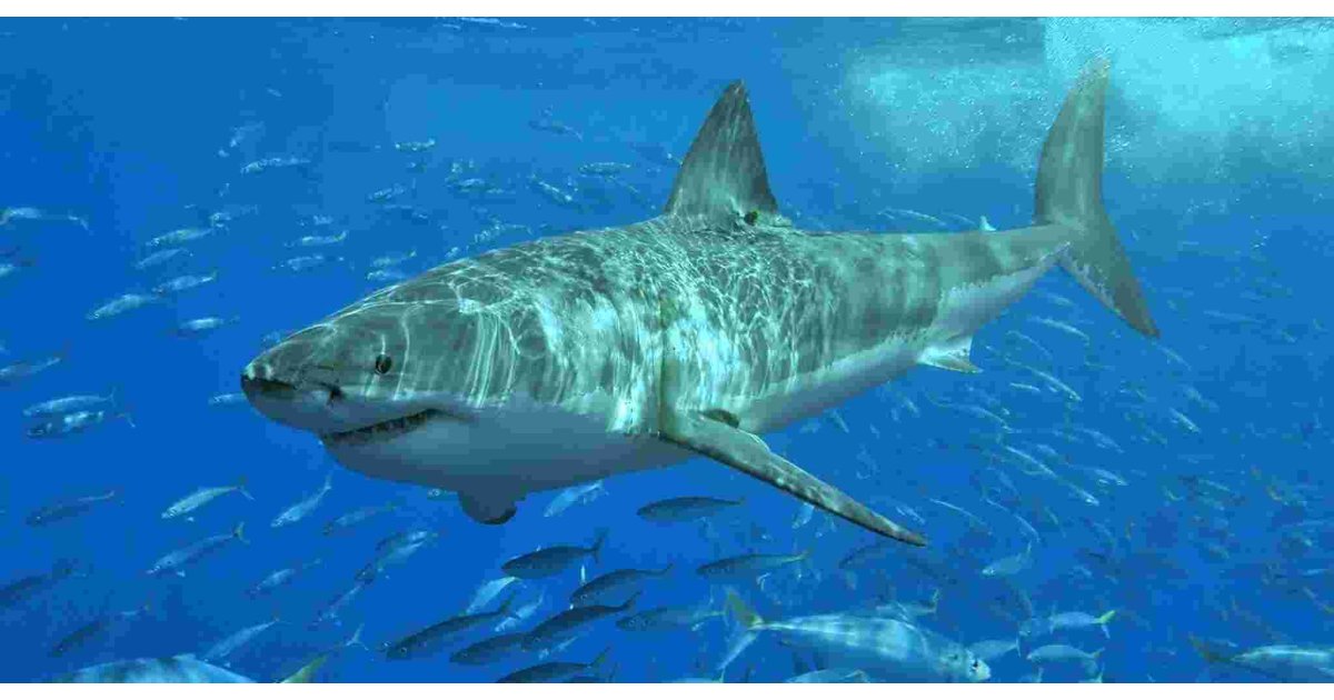 Shark Meaning and Definition