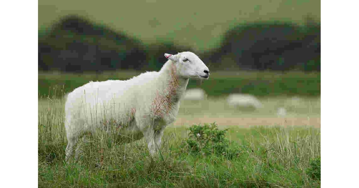 Sheep Meaning and Definition