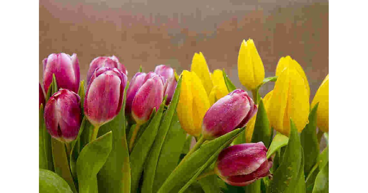 Shoots Meaning and Definition