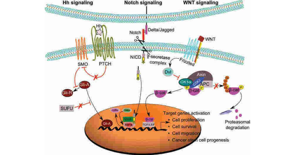 Signaling Meaning and Definition