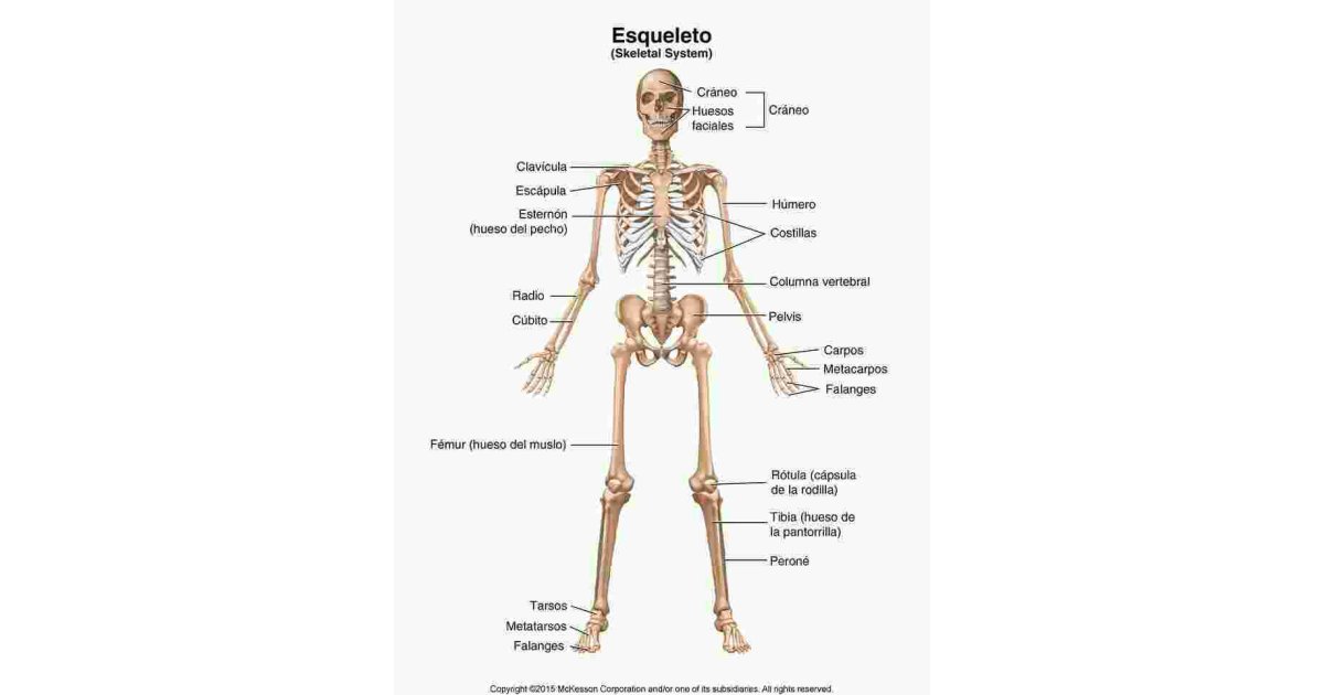 Skeletal Meaning and Definition