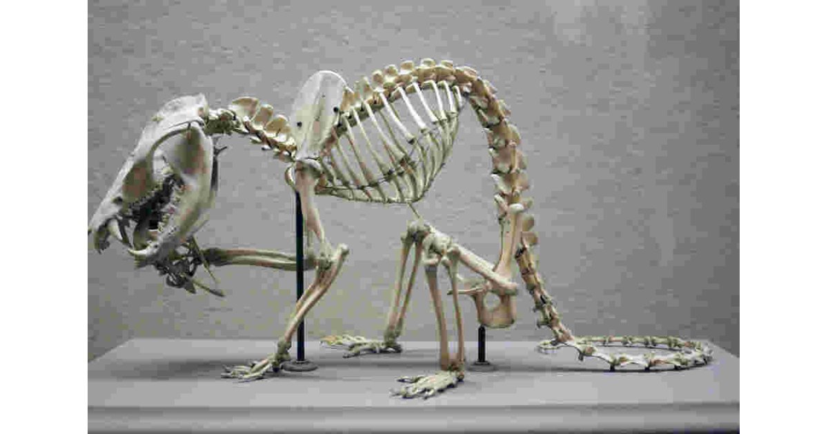 Skeleton Meaning and Definition