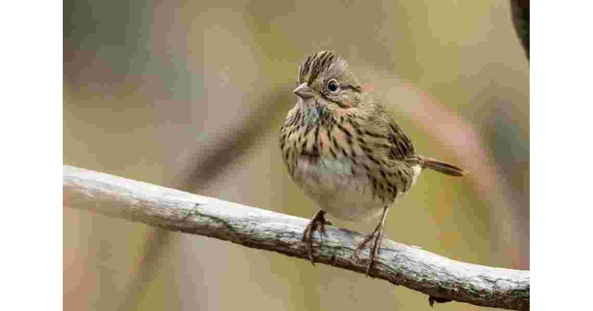 Sparrow Meaning and Definition