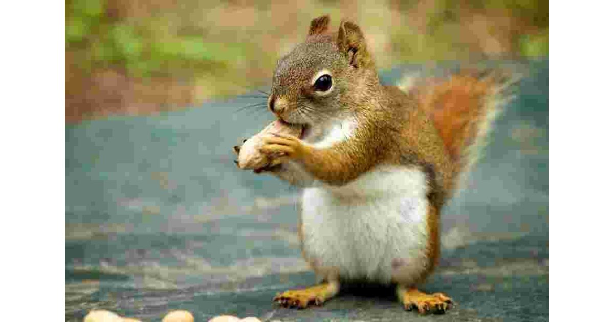 Squirrel Meaning and Definition