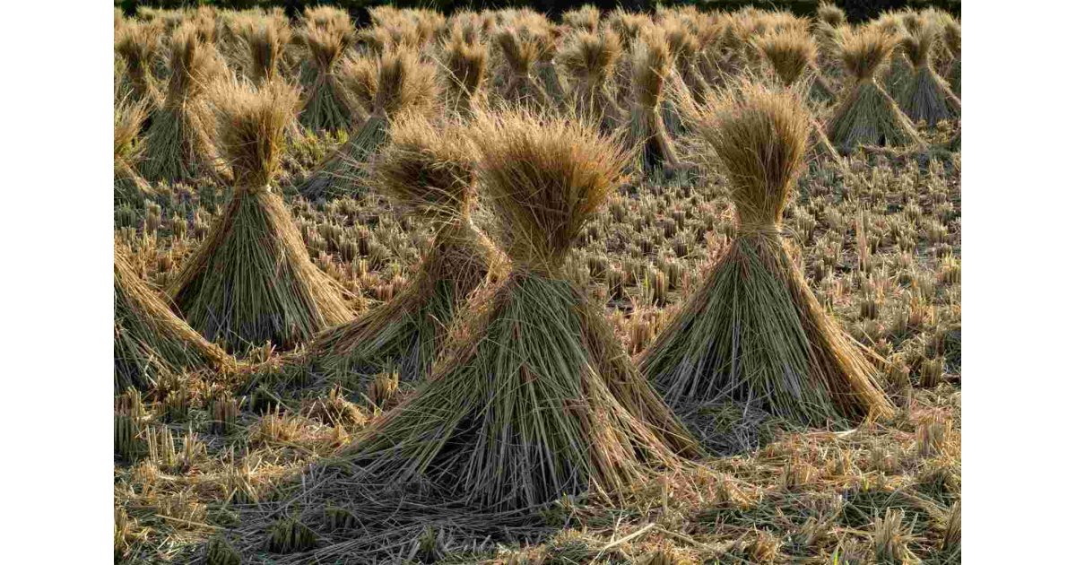 Straw Meaning and Definition