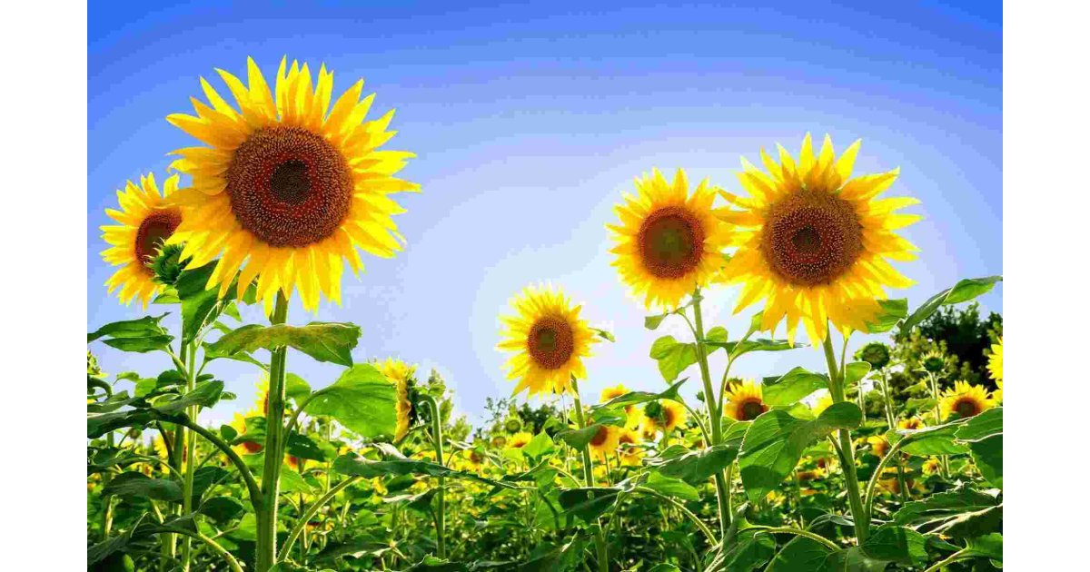 Sunflower Meaning and Definition