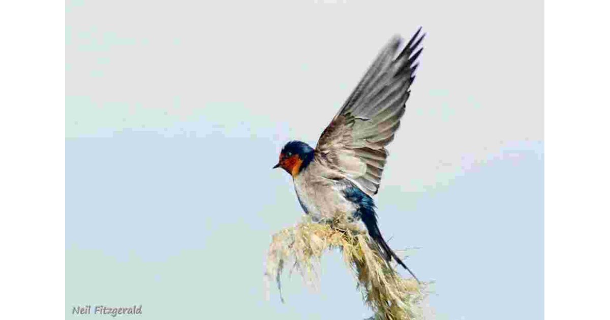 Swallow Meaning and Definition