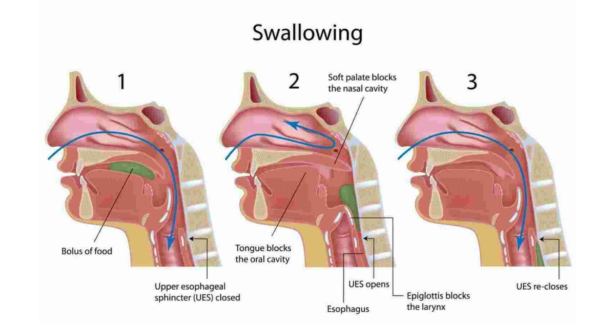 Swallowing Meaning and Definition