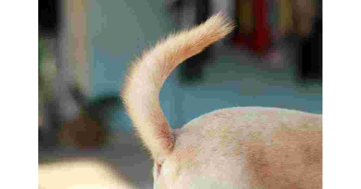 Tail Meaning and Definition