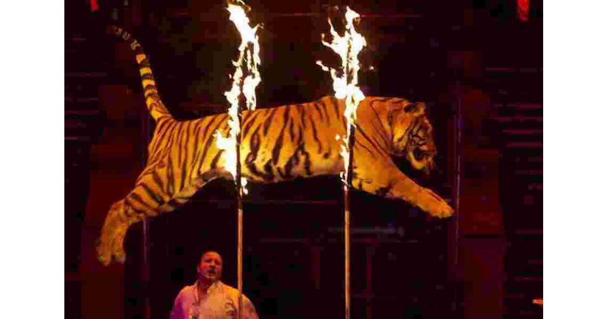 Talented Meaning and Definition