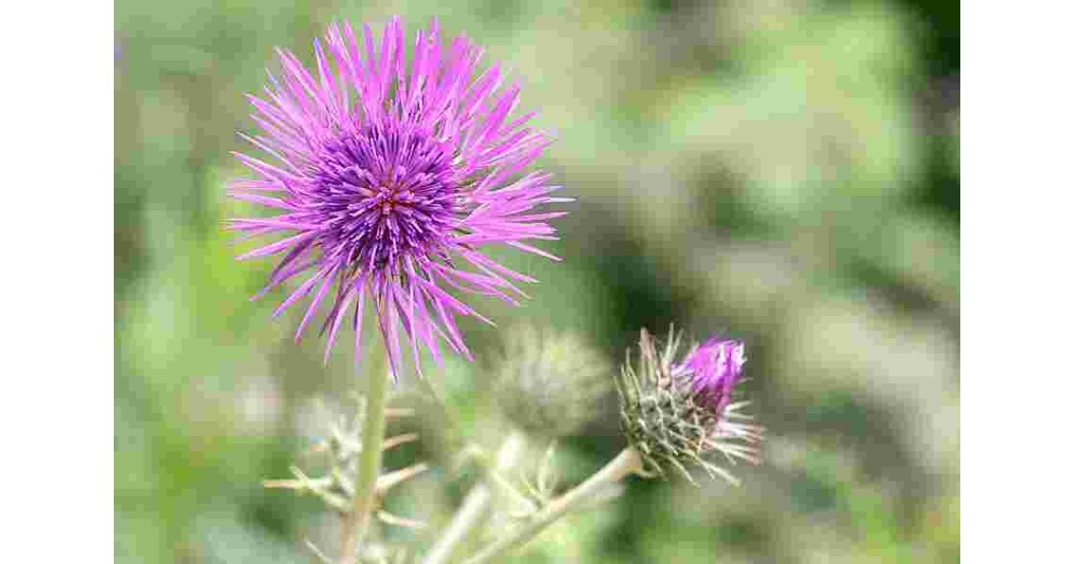 Thistle Meaning and Definition