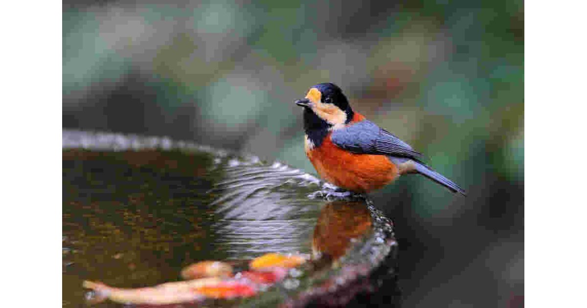 Tit Meaning and Definition