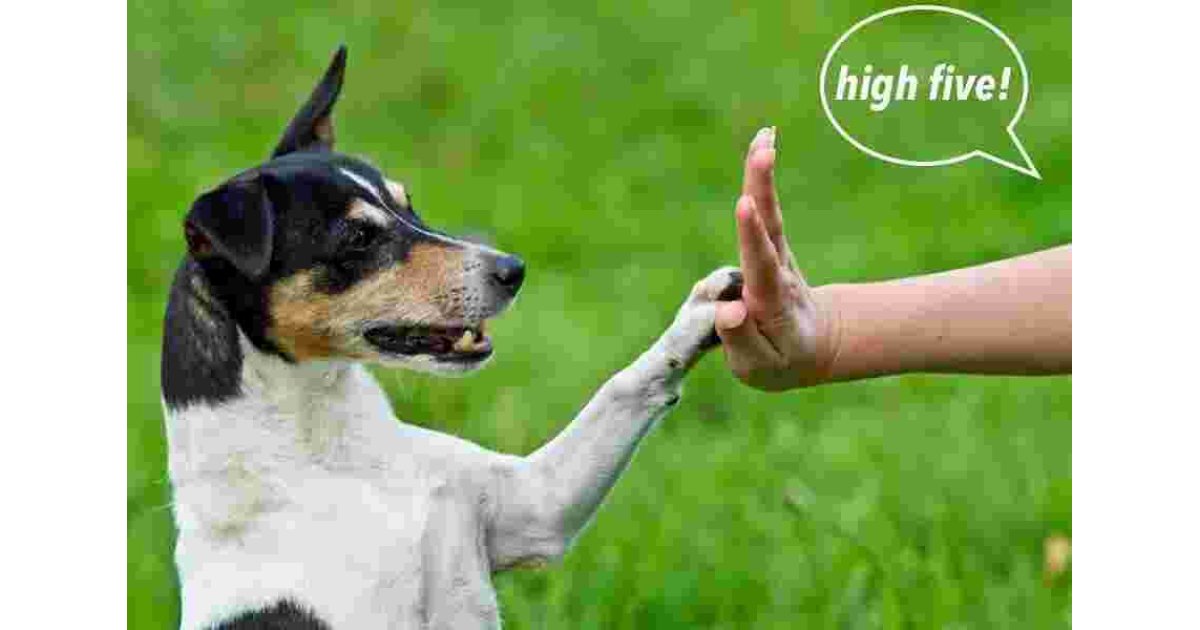 Trained Meaning and Definition