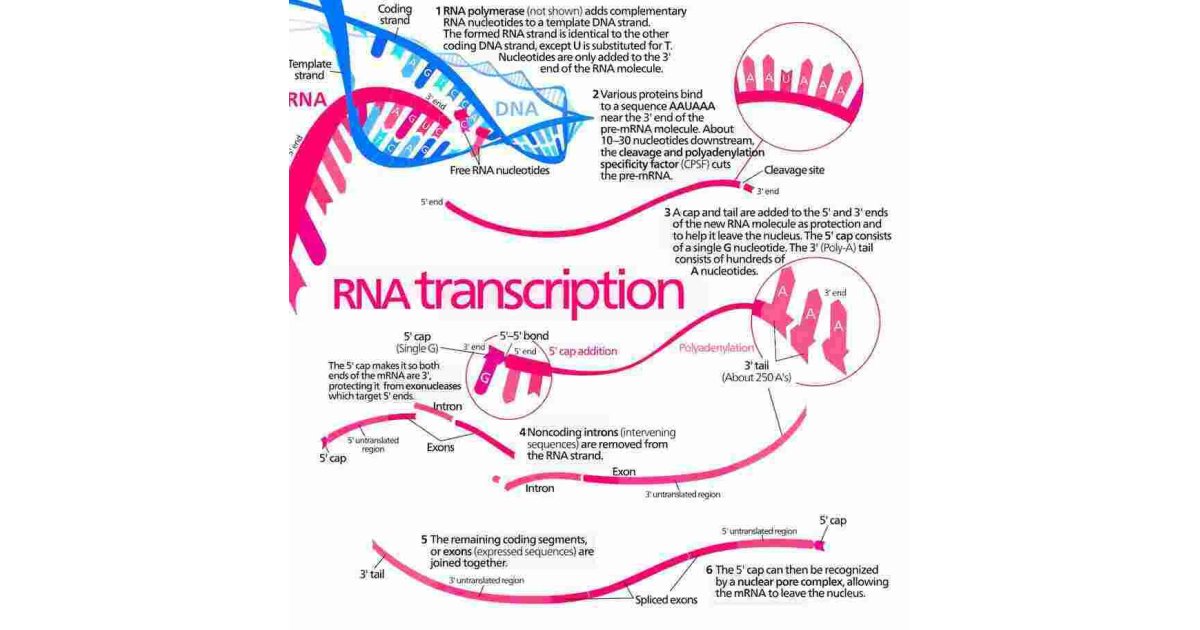 Transcription Meaning and Definition