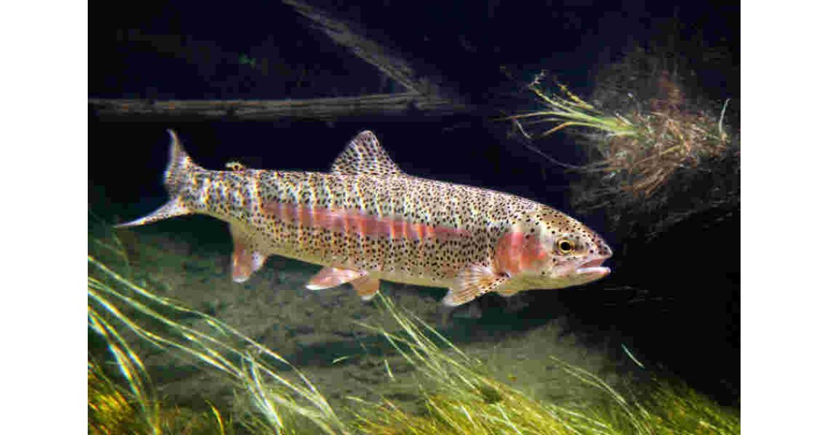 Trout Meaning and Definition
