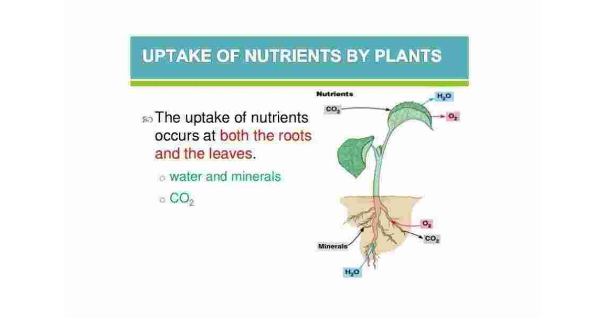 Uptake Meaning and Definition