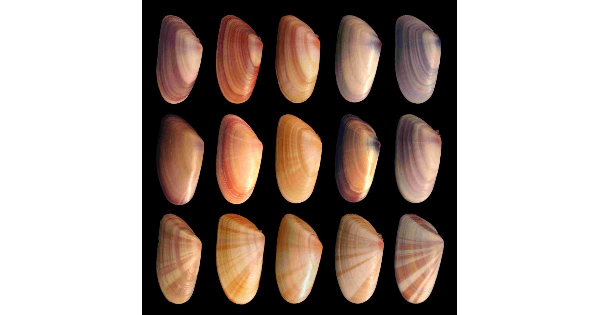 Variation Meaning and Definition