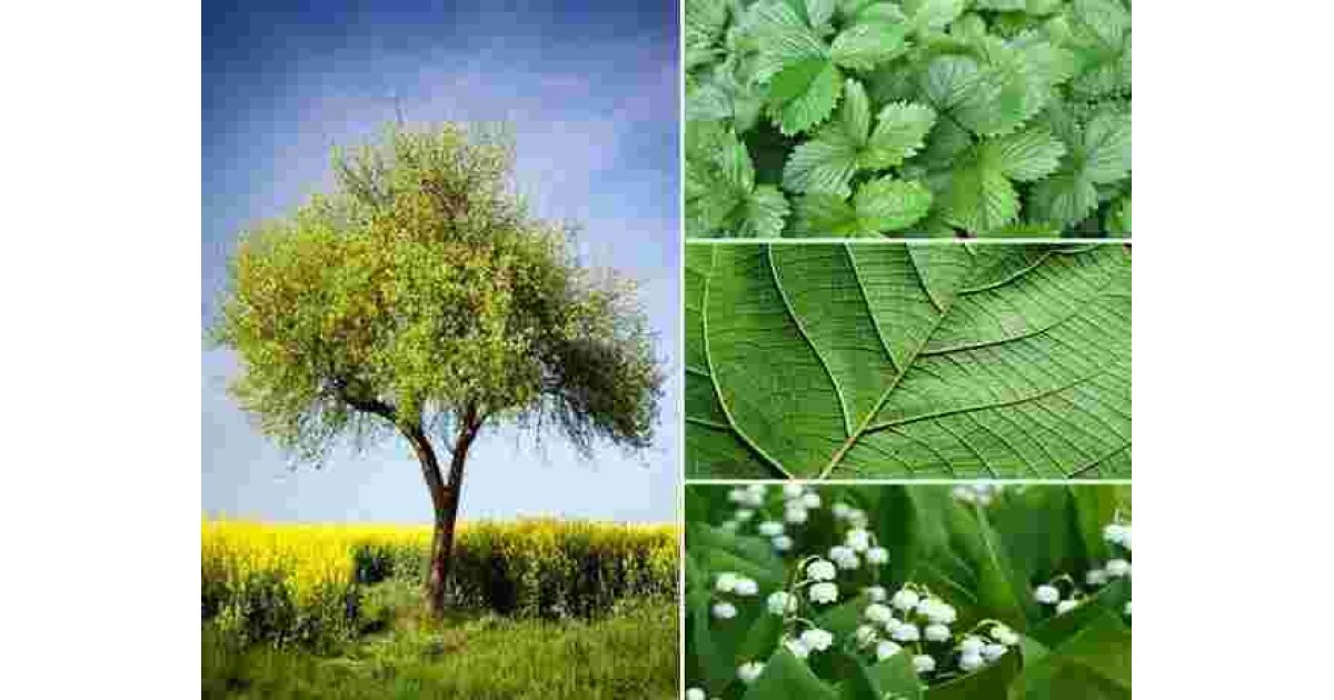 Vegetation Meaning and Definition
