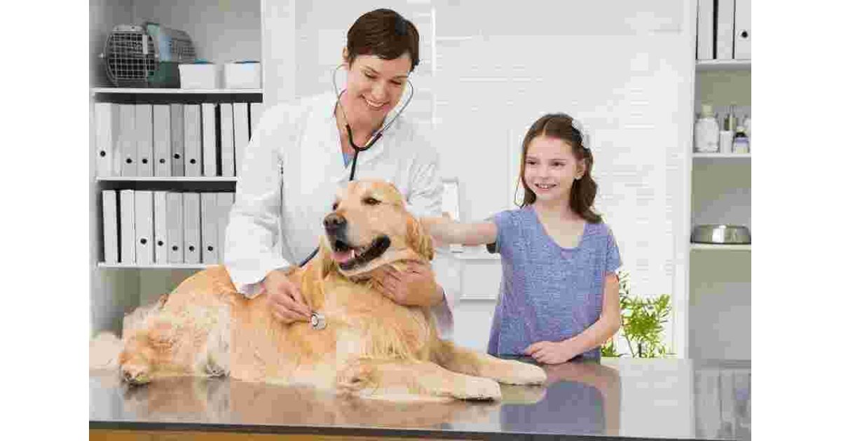 Vet Meaning and Definition