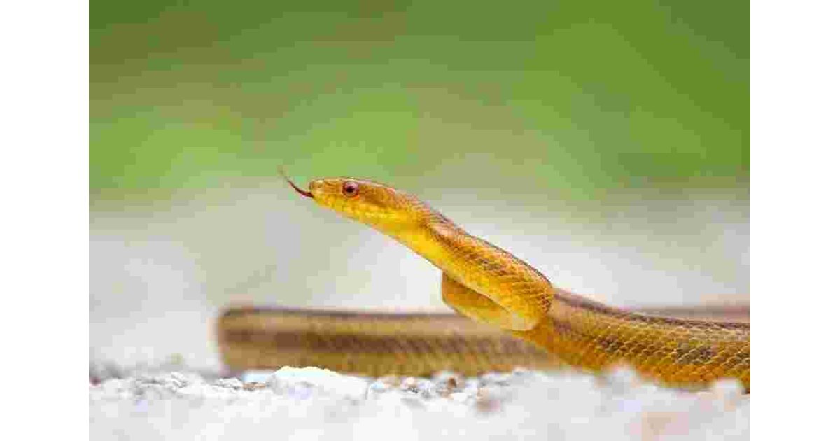 Viper Meaning and Definition