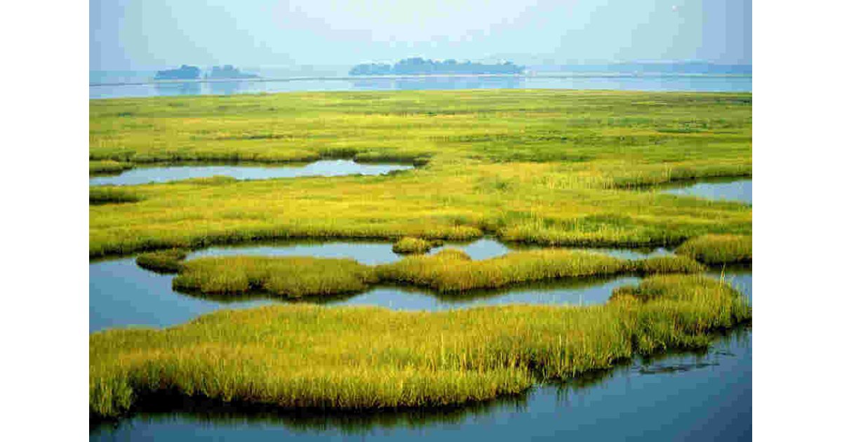 Wetland Meaning and Definition