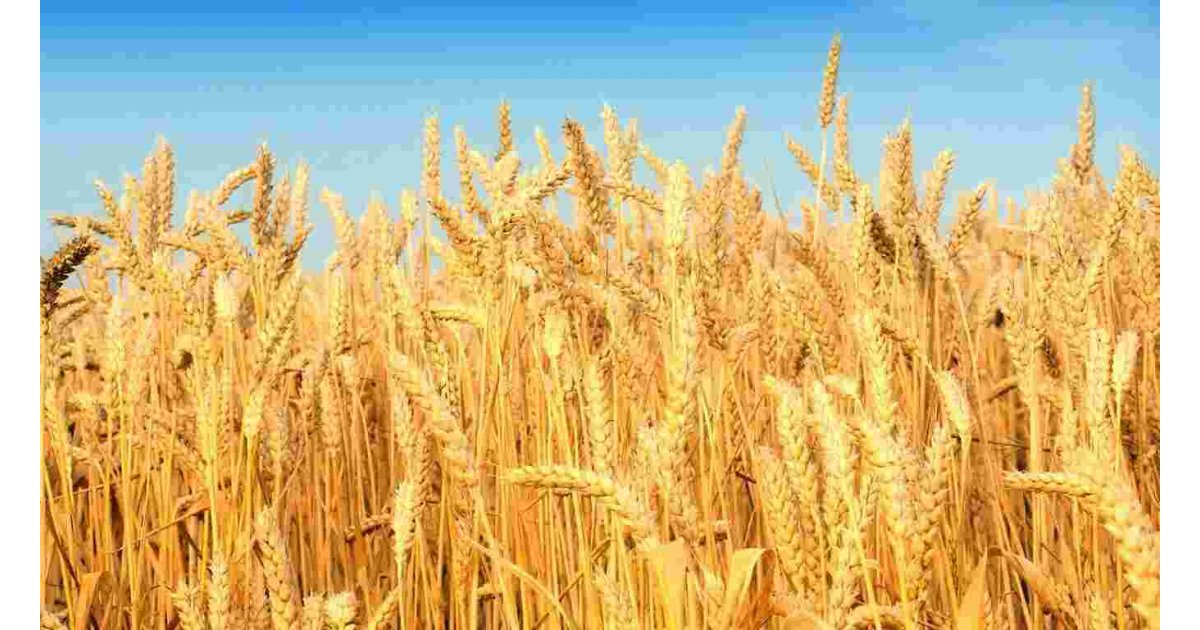 Wheat Meaning and Definition