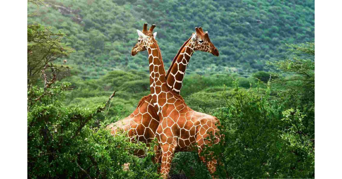 Wildlife Meaning and Definition