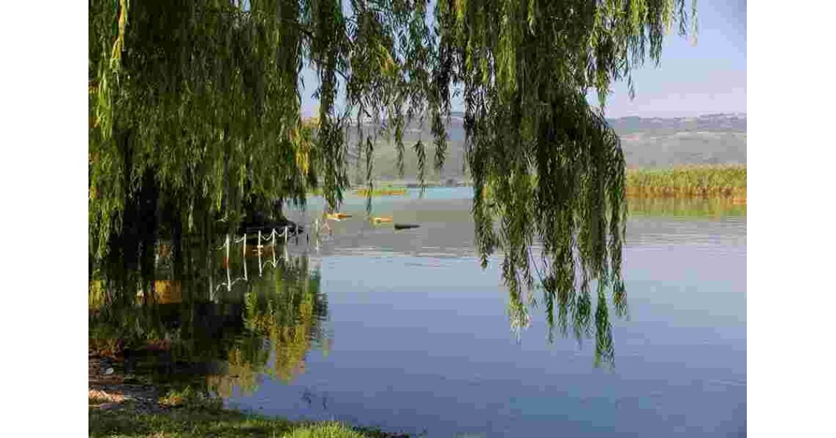 Willow Meaning and Definition