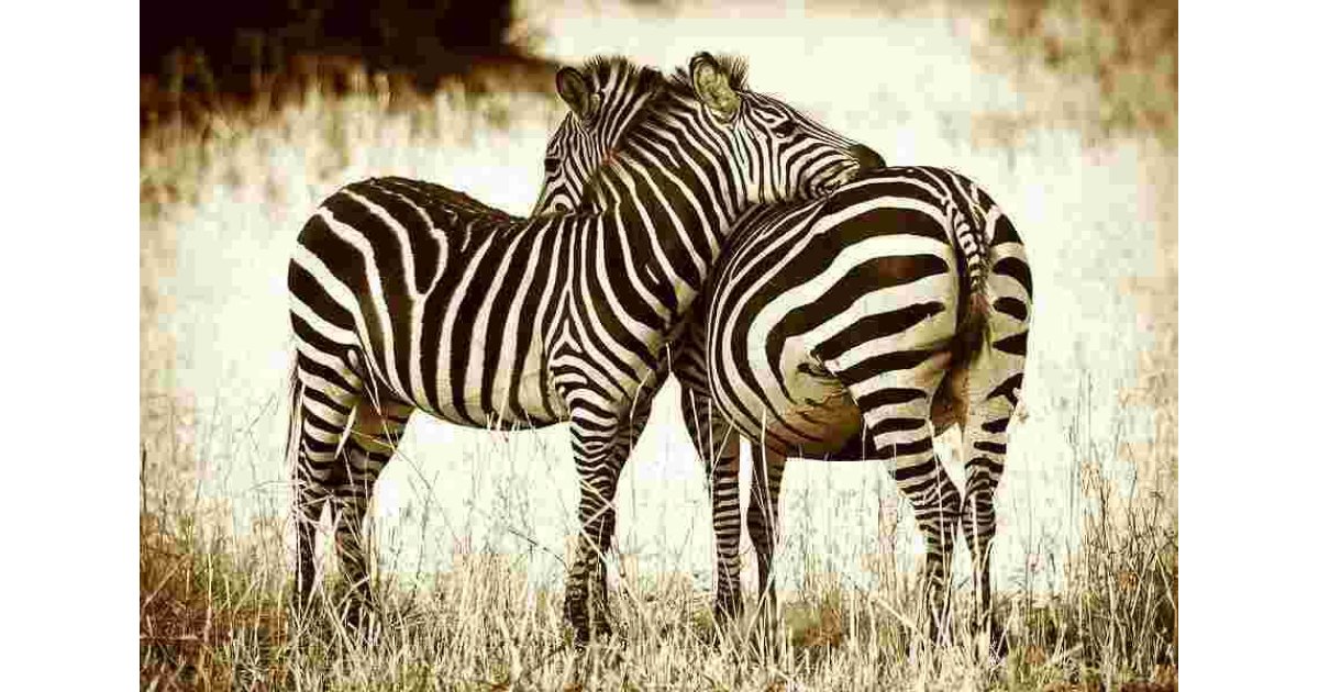 Zebra Meaning and Definition