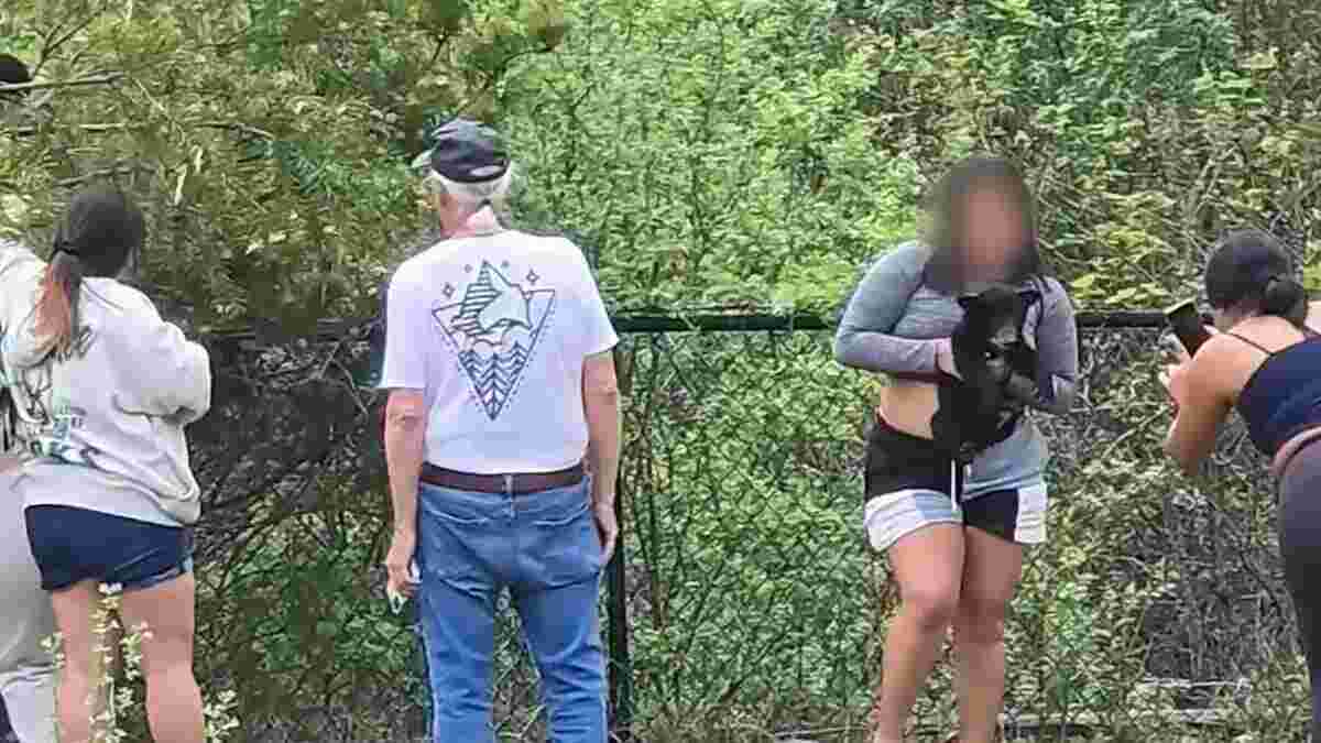 Bear cubs pulled from tree in North Carolina angers wildlife officials 