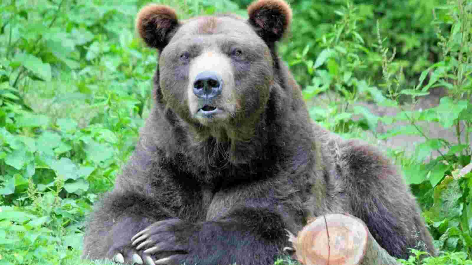 Man, 72, kills grizzly bear in self-defence after being attacked in Montana 